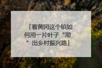 看黄冈这个镇如何用一片叶子“沏”出乡村振兴路