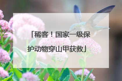 稀客！国家一级保护动物穿山甲获救