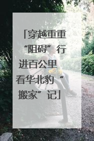 穿越重重“阻碍”行进百公里 看华北豹“搬家”记