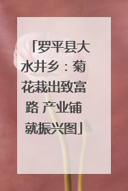 罗平县大水井乡：菊花栽出致富路 产业铺就振兴图