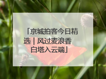京城拍客今日精选｜风过麦浪香 白塔入云端