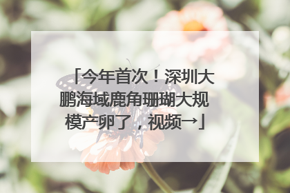 今年首次！深圳大鹏海域鹿角珊瑚大规模产卵了，视频→