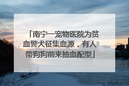 南宁一宠物医院为贫血警犬征集血源，有人带狗狗前来抽血配型