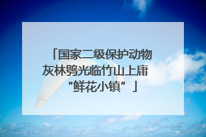 国家二级保护动物灰林鸮光临竹山上庸“鲜花小镇”