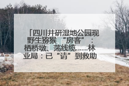 四川井研湿地公园现野生猕猴 “房客”：栖桥墩、荡线缆……林业局：已“请”到救助站，将放归自然