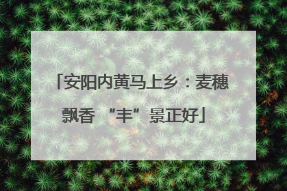 安阳内黄马上乡：麦穗飘香 “丰”景正好