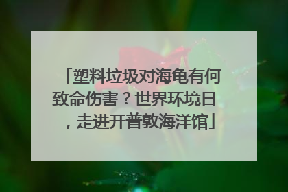 塑料垃圾对海龟有何致命伤害？世界环境日，走进开普敦海洋馆