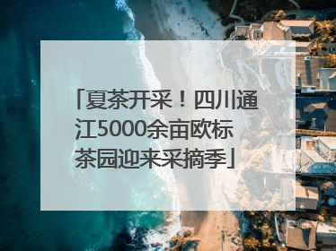 夏茶开采！四川通江5000余亩欧标茶园迎来采摘季