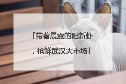带着晨露的阳新虾，抢鲜武汉大市场