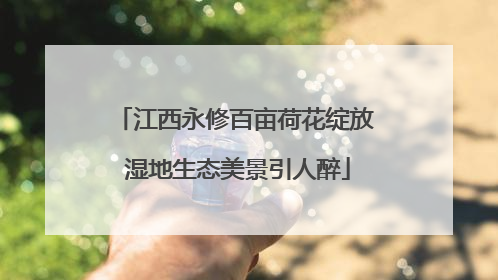 江西永修百亩荷花绽放 湿地生态美景引人醉