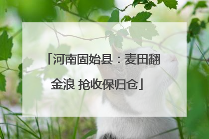河南固始县：麦田翻金浪 抢收保归仓