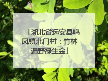 湖北省远安县鸣凤镇北门村：竹林遍野绿生金