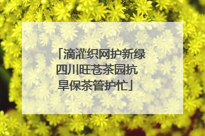滴灌织网护新绿 四川旺苍茶园抗旱保茶管护忙