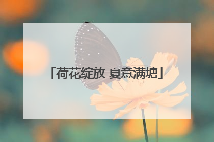 荷花绽放 夏意满塘