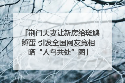 荆门夫妻让新房给斑鸠孵蛋 引发全国网友竞相晒“人鸟共处”图