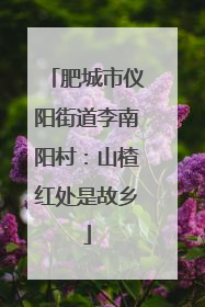 肥城市仪阳街道李南阳村：山楂红处是故乡
