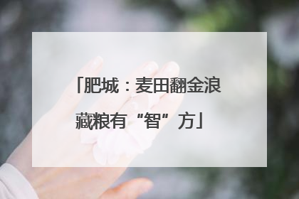 肥城：麦田翻金浪藏粮有“智”方