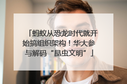 蚂蚁从恐龙时代就开始搞组织架构！华大参与解码“昆虫文明”