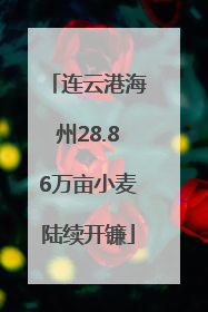 连云港海州28.86万亩小麦陆续开镰