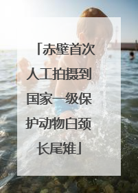 赤壁首次人工拍摄到国家一级保护动物白颈长尾雉