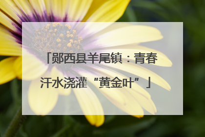 郧西县羊尾镇：青春汗水浇灌“黄金叶”