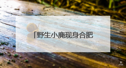 野生小麂现身合肥环城公园？专家呼吁：若邂逅切勿惊扰