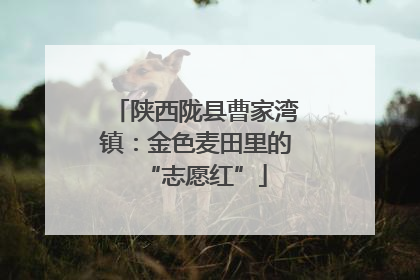 陕西陇县曹家湾镇：金色麦田里的“志愿红”