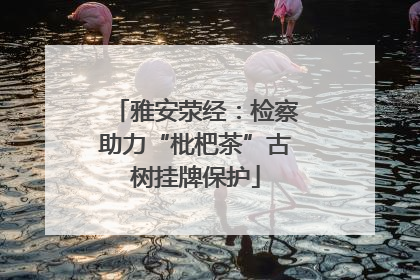 雅安荥经：检察助力“枇杷茶”古树挂牌保护