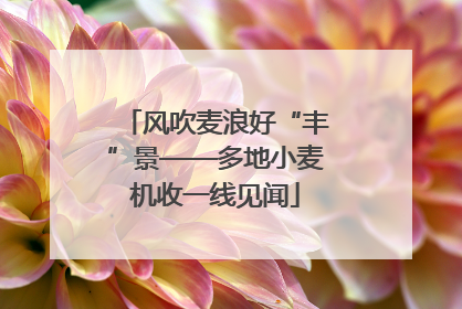 风吹麦浪好“丰”景——多地小麦机收一线见闻