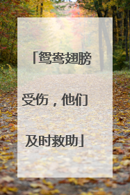 鸳鸯翅膀受伤，他们及时救助